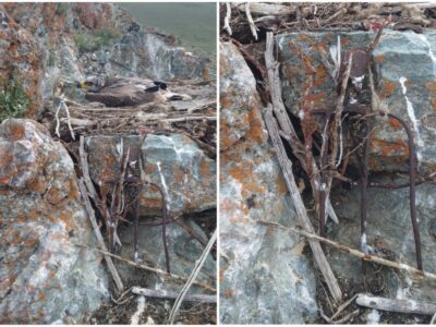 Новосибирский орнитолог рассказала о степном орле, который принес в гнездо вилы