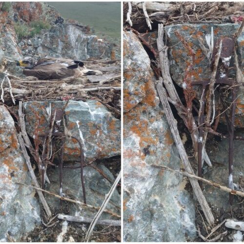 Новосибирский орнитолог рассказала о степном орле, который принес в гнездо вилы