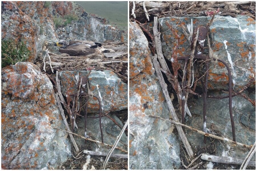 Новосибирский орнитолог рассказала о степном орле, который принес в гнездо вилы