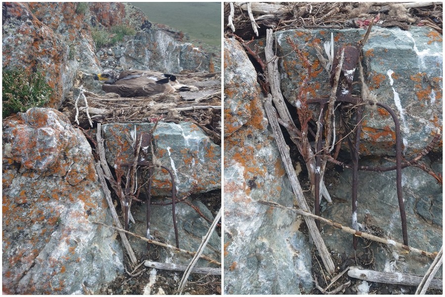 Новосибирский орнитолог рассказала о степном орле, который принес в гнездо вилы