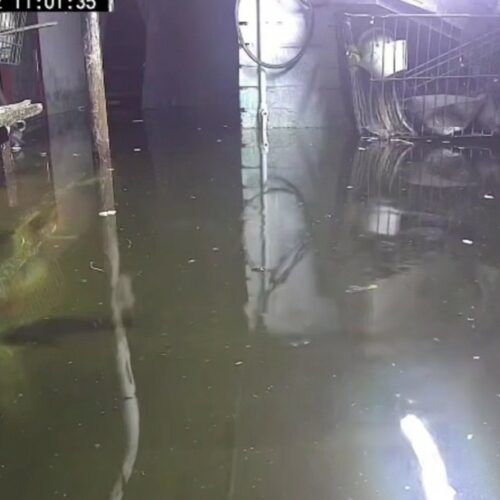 Жительница Кемеровской области завела карпов в затопленном подвале дома