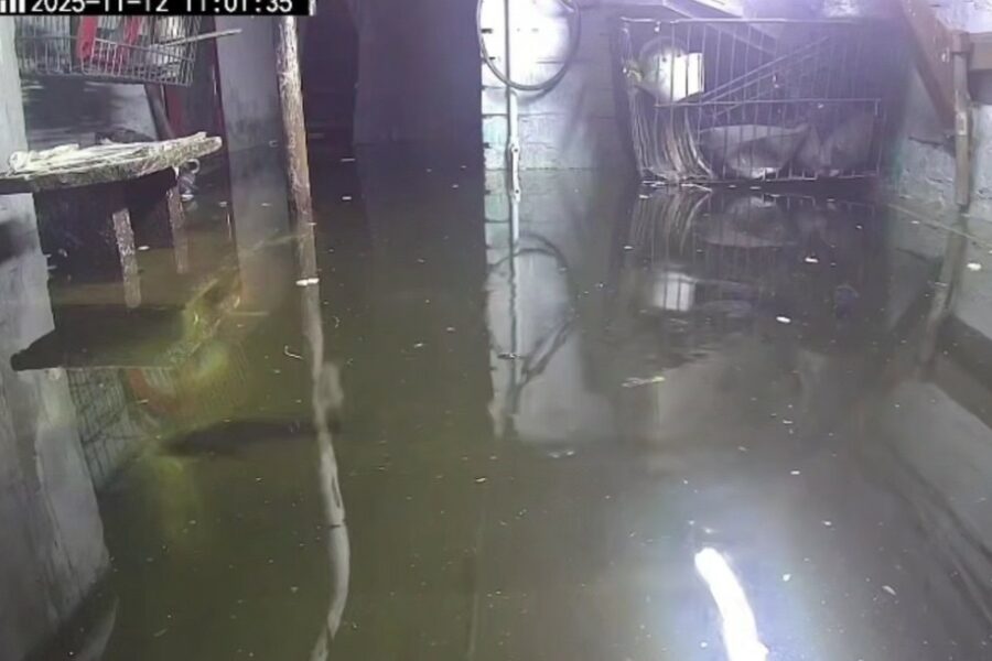 Жительница Кемеровской области завела карпов в затопленном подвале дома