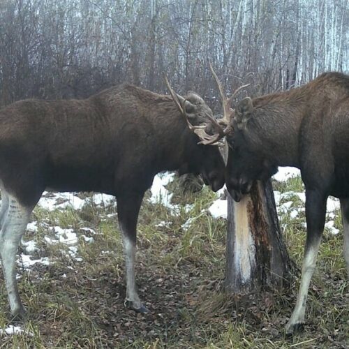 Опубликованы снимки лосей, сделанные фотоловушкой в лесу Новосибирской области