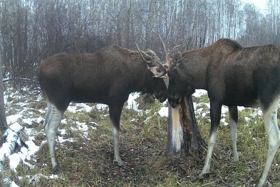 Опубликованы снимки лосей, сделанные фотоловушкой в лесу Новосибирской области