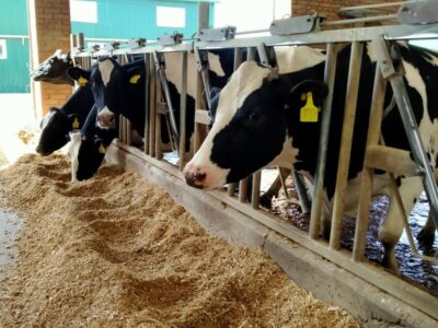 В Новосибирской области БПЛА начали следить, где животноводы складируют навоз