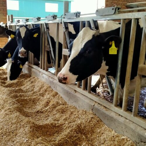 В Новосибирской области БПЛА начали следить, где животноводы складируют навоз