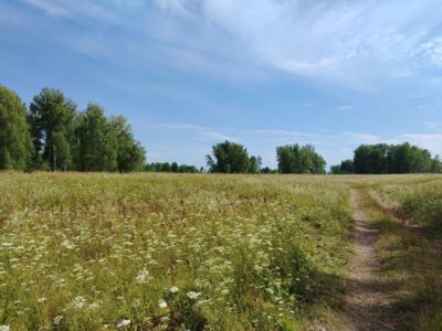 «Заблудились в статистике»: Минсельхоз и аудиторы разошлись в оценке залежных земель в Новосибирской области