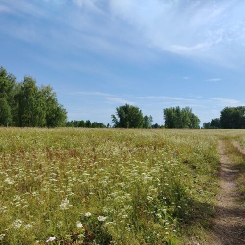 «Заблудились в статистике»: Минсельхоз и аудиторы разошлись в оценке залежных земель в Новосибирской области
