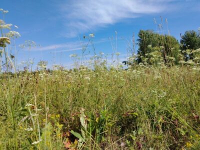 У новосибирских дачников нашли более 500 неиспользуемых земельных участков