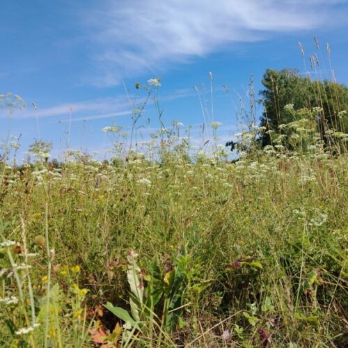 У новосибирских дачников нашли более 500 неиспользуемых земельных участков