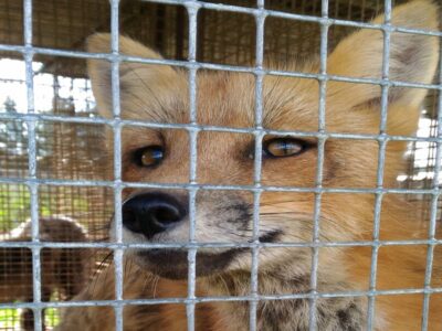 Вирусолог объяснил увеличение числа случаев бешенства в Новосибирской области