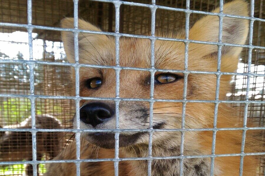 Вирусолог объяснил увеличение числа случаев бешенства в Новосибирской области