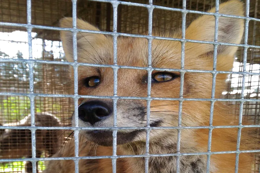 Вирусолог объяснил увеличение числа случаев бешенства в Новосибирской области