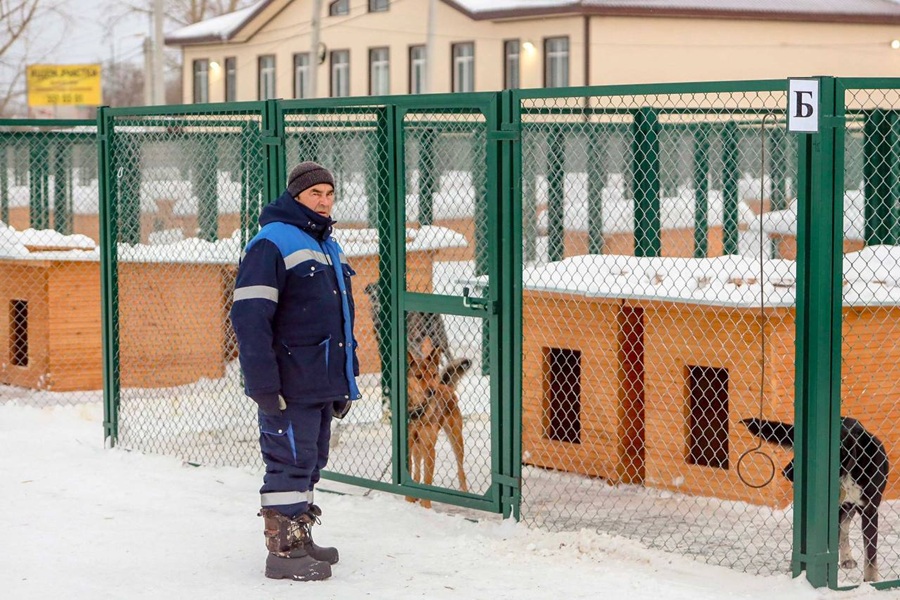 Пока приют будет принимать только собак.