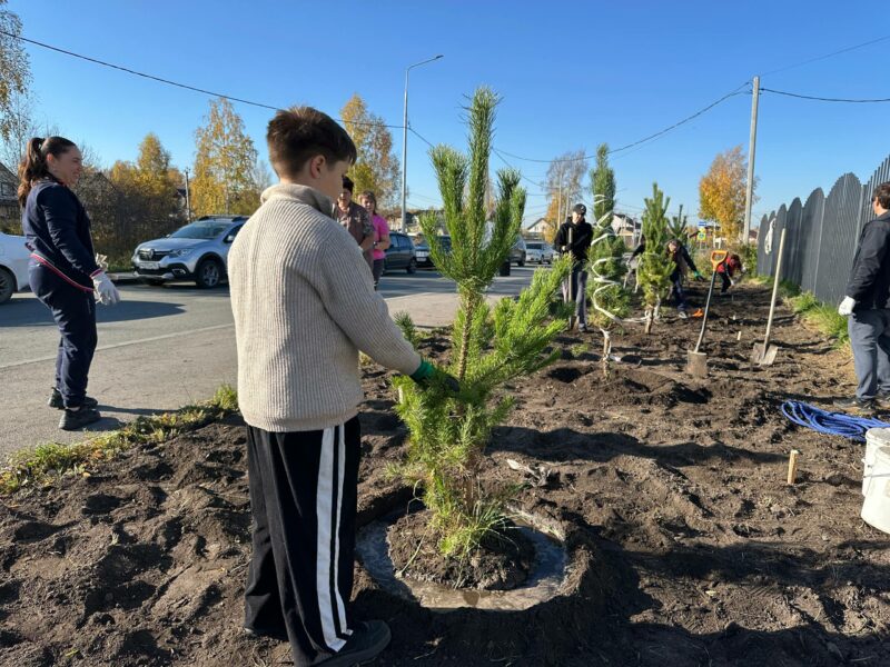 Высадили сосновую аллею