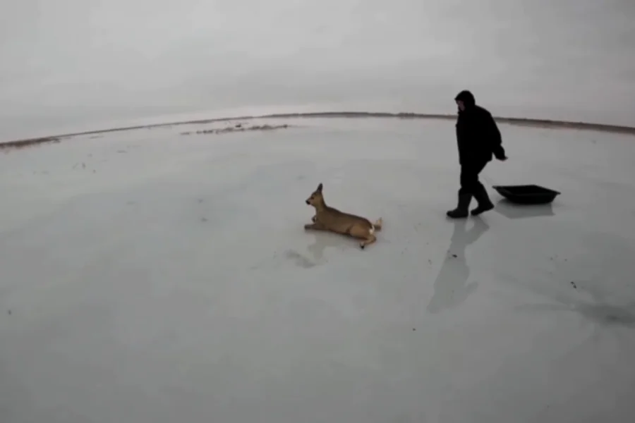 Новосибирец рассказал, как спасал косуль с замёрзшего озера