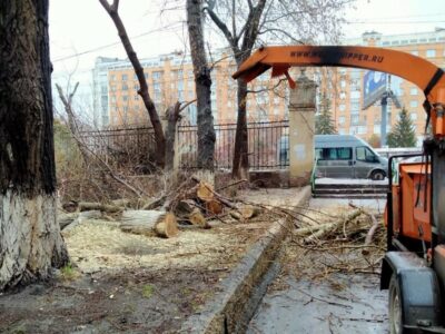 «Город облысеет и превратится в трущобы»: общественники пытаются предотвратить массовую вырубку кленов в Новосибирске