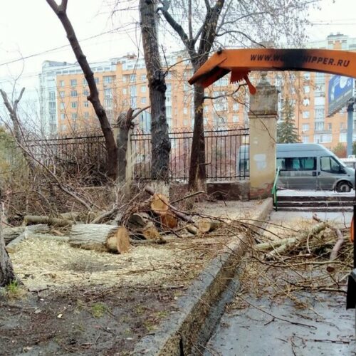 «Город облысеет и превратится в трущобы»: общественники пытаются предотвратить массовую вырубку кленов в Новосибирске
