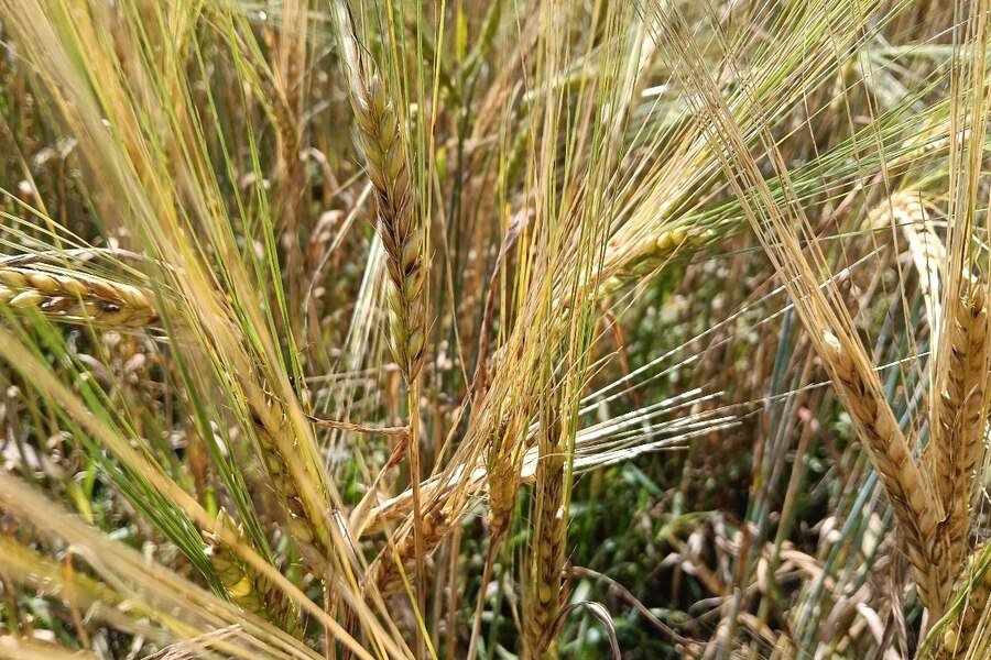 Пшеница