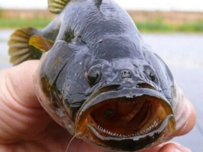 Ротан из Новосибирской области впервые пошёл на экспорт в Китай