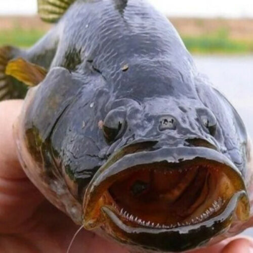 Ротан из Новосибирской области впервые пошёл на экспорт в Китай