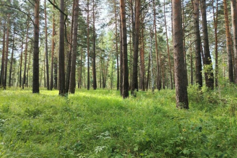 Новосибирский девелопер подтвердил право собственности на пионерлагерь «Юный медик» через суд