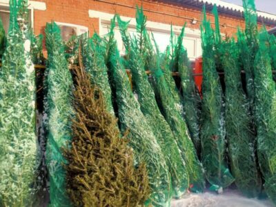 На базарах Новосибирска максимальная цена за ёлку достигла 30 тысяч рублей