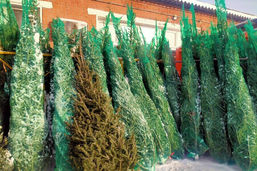 На базарах Новосибирска максимальная цена за ёлку достигла 30 тысяч рублей