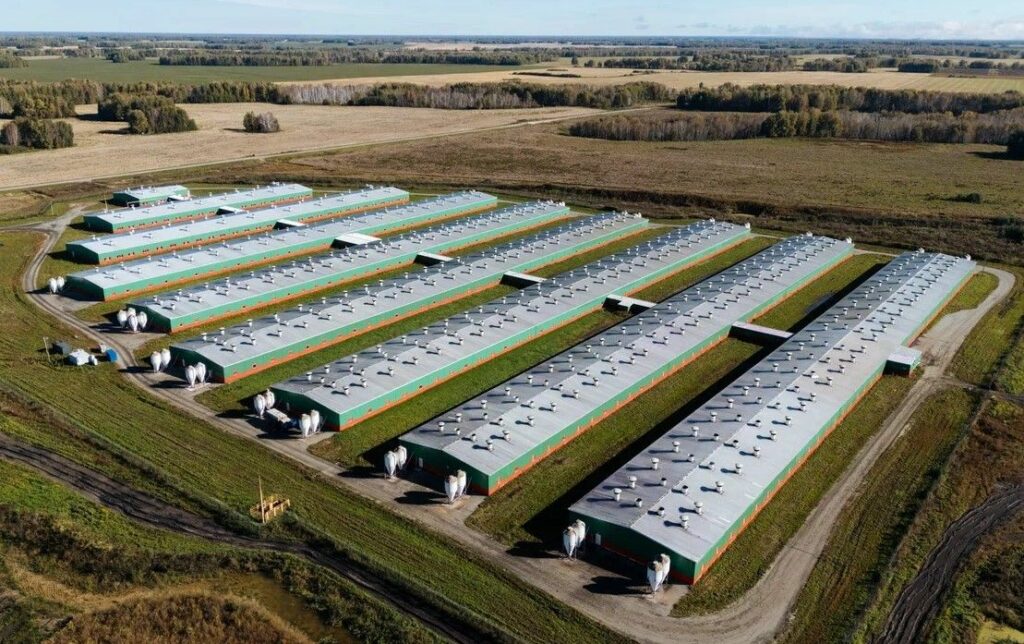 Ферма «Сибагро» в Колывани