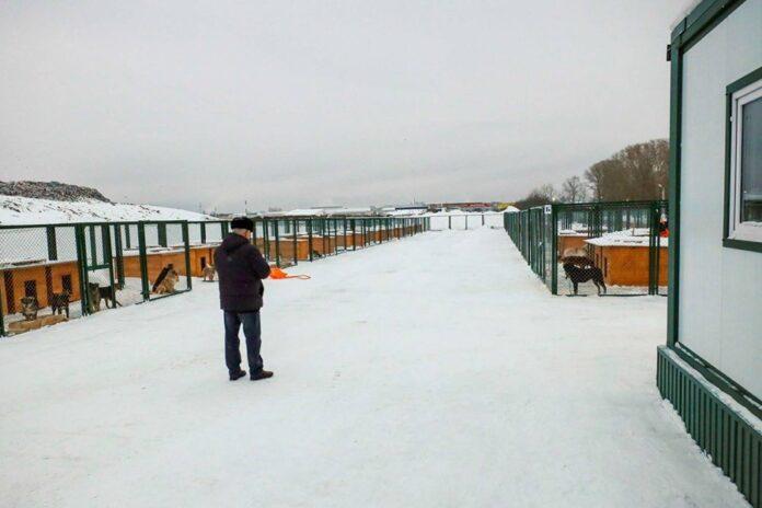 Временный пункт для бездомных собак открылся на улице Малыгина в Новосибирске