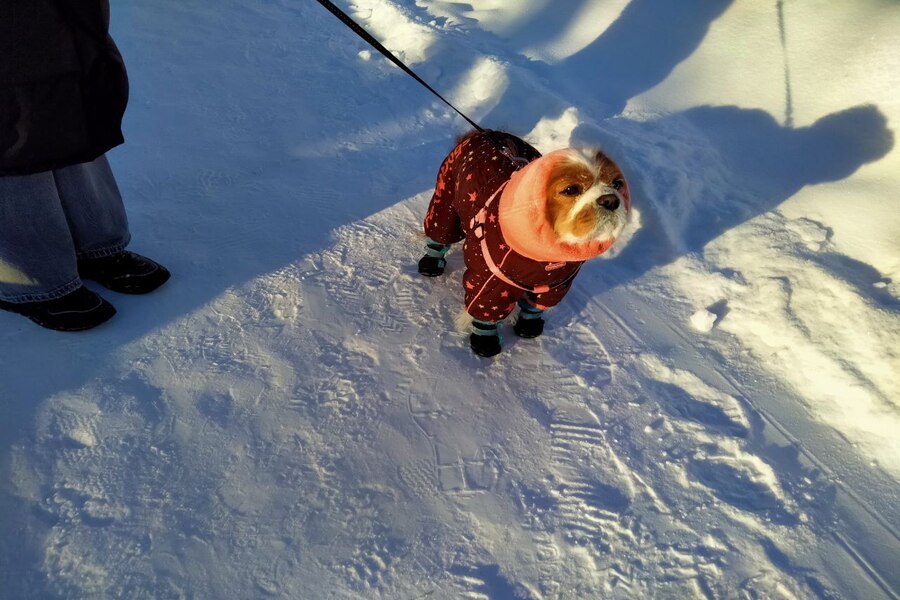 Собака утепленная