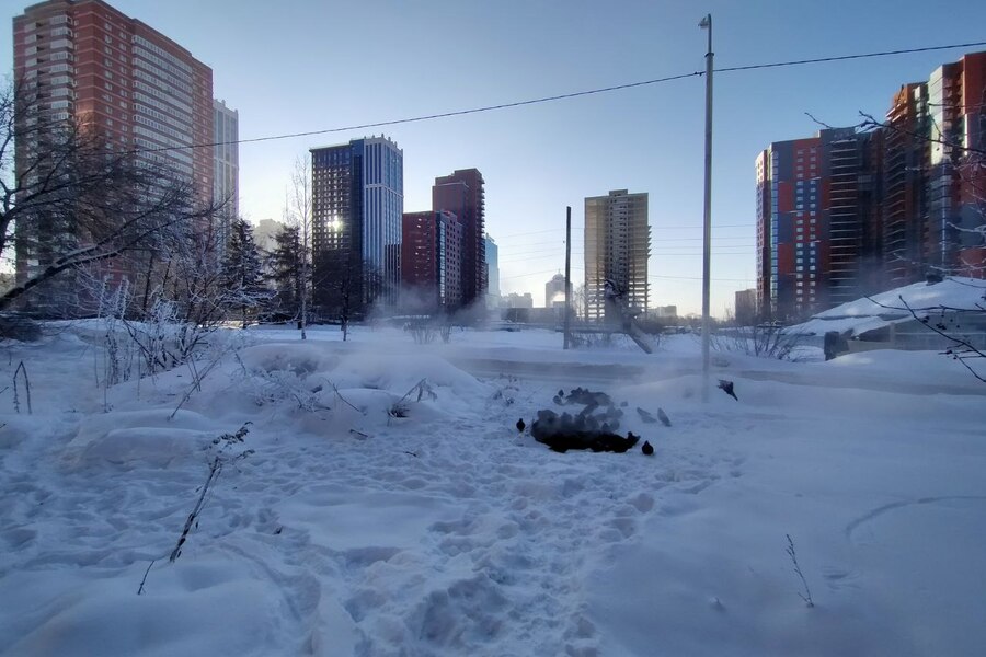 Голуби и город