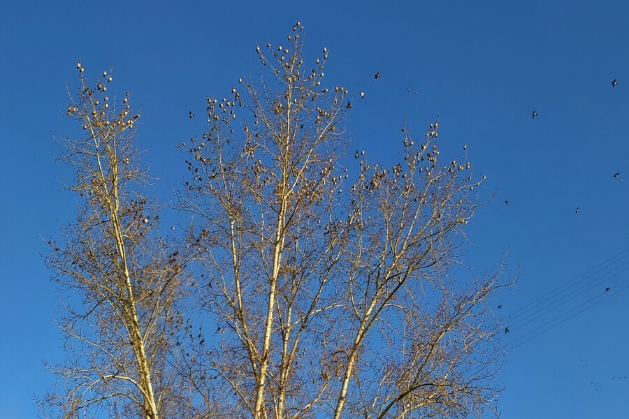 Свиристели на тополе