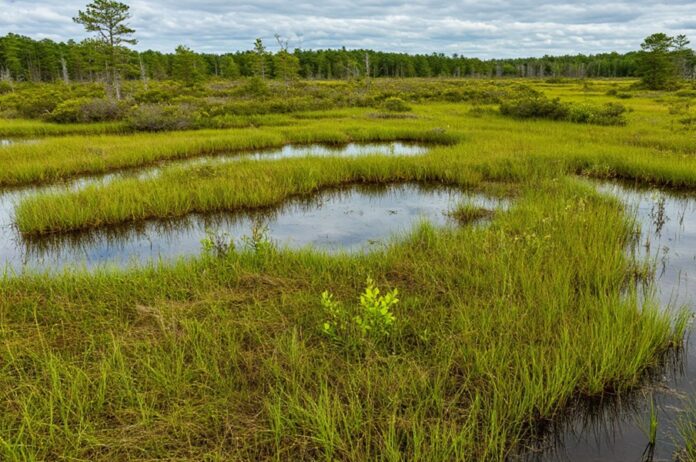 Ситуацию с участками для льготников в Новосибирске контролирует Генпрокуратура Ситуацию с участками для льготников в Новосибирске контролирует Генпрокуратура