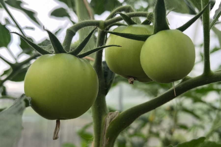 После январского роста цен ФАС проверит тепличные комбинаты