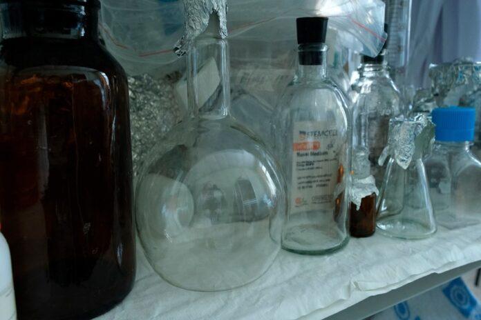 Новосибирские ученые придумали, как получить ценное сырье из ядовитого растения