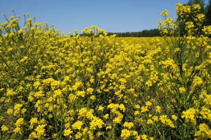 Сокращение зерновых в пользу масличных: новосибирские аграрии планируют нарастить производство и переработку рапса