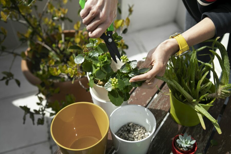 Обрезка комнатных растений