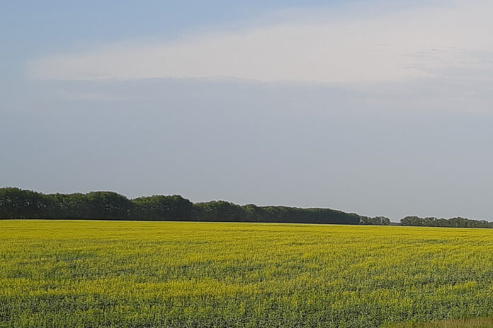 рапсовое поле