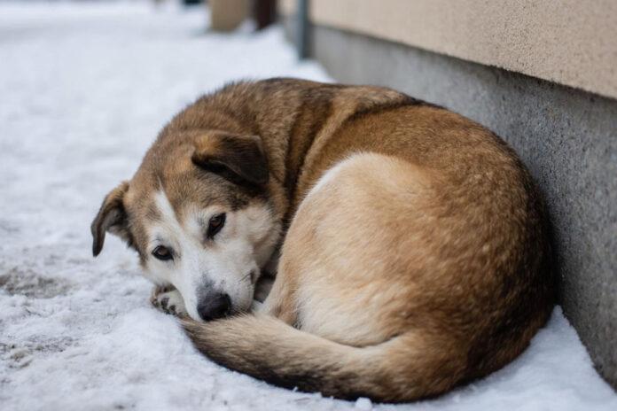 собака на улице