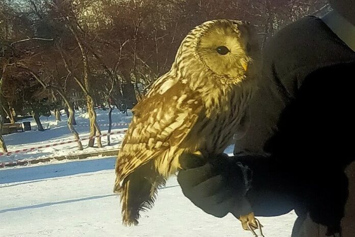 Союз охраны птиц России призвал новосибирцев не поддерживать бизнес на совах