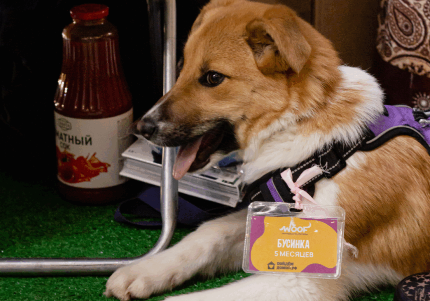 бездомные животные