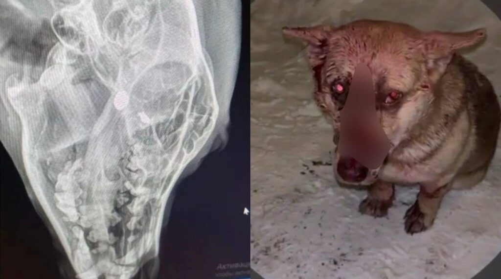 Новосибирец стрелял в бездомного пса на глазах у детей