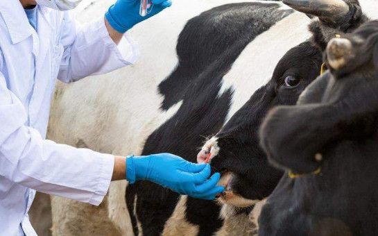 Правительство НСО выделило 190 млн руб на компенсации владельцам изъятых животных