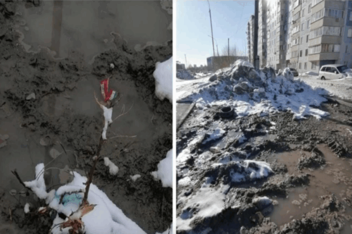 В Новосибирске во время вывоза снега с МЖК уничтожили озеленённую зону