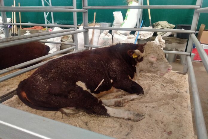 В Новосибирской области 17 марта первые 13 семей получат деньги за изъятый скот