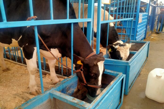 «Коровы у нас гибнут от неящура»: изъятие и забой скота в Новосибирской области стали темой федеральной повестки