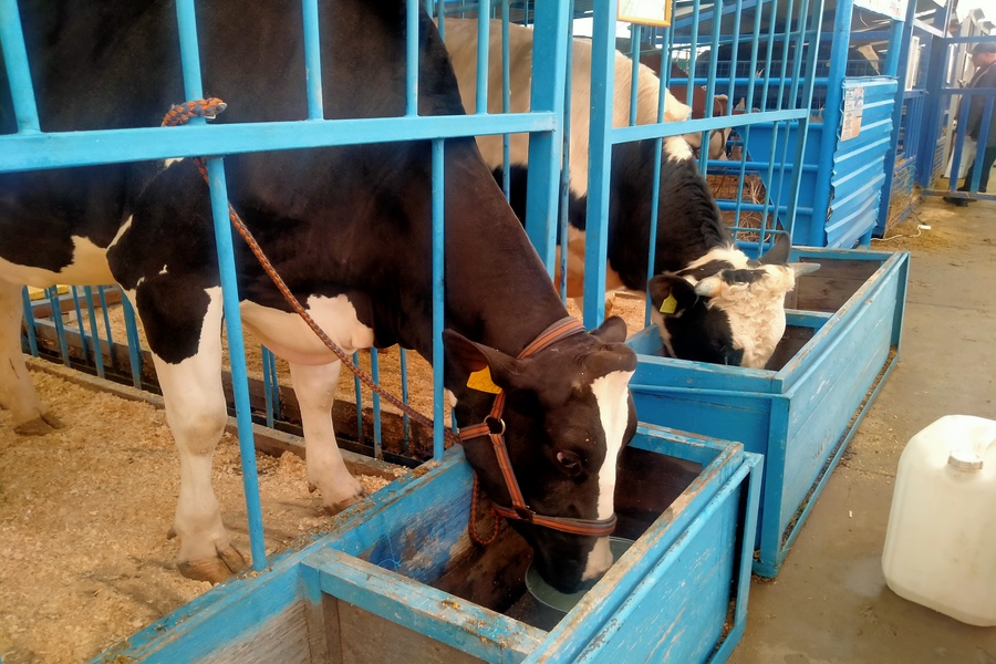 «Коровы у нас гибнут от неящура»: изъятие и забой скота в Новосибирской области стали темой федеральной повестки