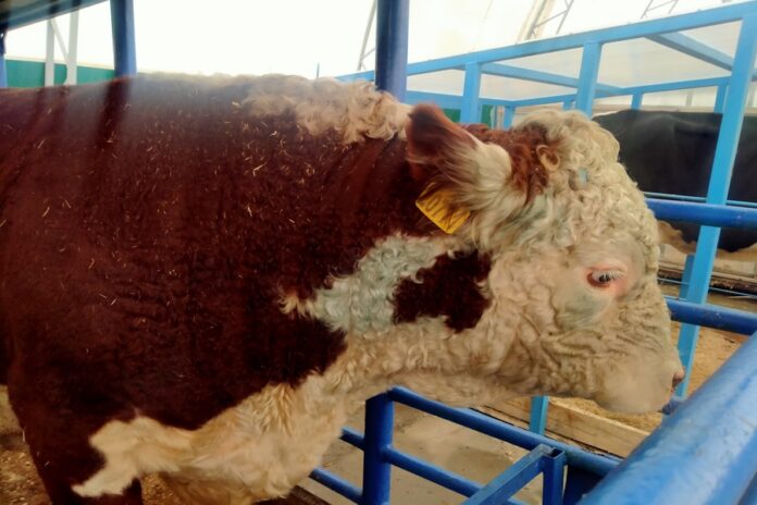 Власти опровергли перекрытие дороги жителями ради спасения скота