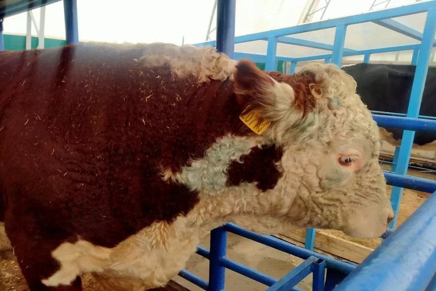 Новосибирские власти опровергли перекрытие дороги жителями ради спасения скота